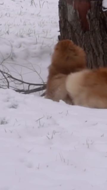 Как Приучить собаку к чужим детям и взрослым смотреть онлайн