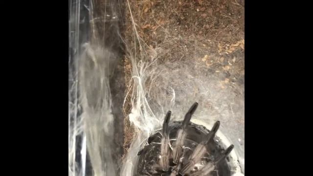 feeding video 2 смотреть онлайн