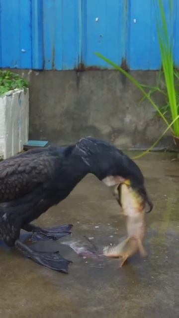 bird hunting #funny #entertainment #animals #duck #birds #birdswatching #birdsounds #wildlife смотреть онлайн