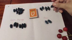 Сравнение сортов жимолости канадской селекции (Бореал Бист, Бьюти, Близард, Аврора).