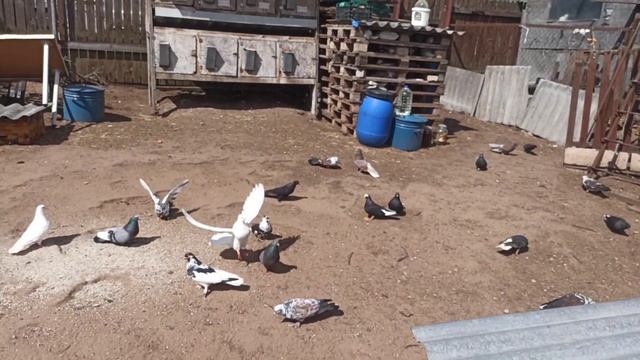 попытка как пытка!? 😁😀 смотреть онлайн