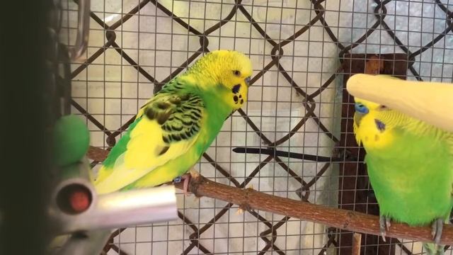 Male Budgies/Parakeets(Lil Keekee And Kami)(Волнистых попугаев) смотреть онлайн