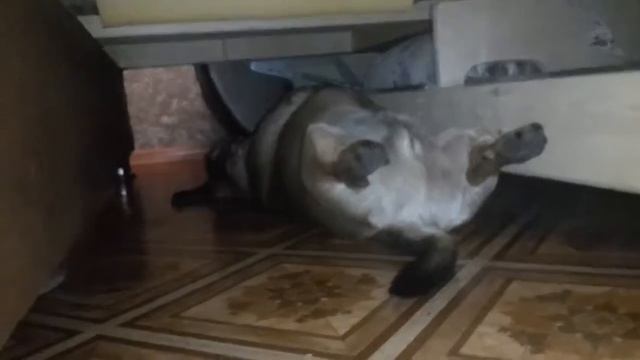 Собака слушает Сектор Газа часть 2 смотреть онлайн