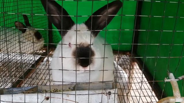 California rabbit SNF_G federation смотреть онлайн
