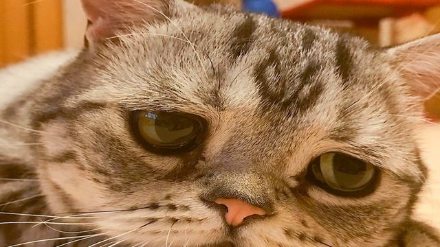 Женщина спасла кота от усыпления и уже через полчаса он отблагодарил её по особенному смотреть онлайн