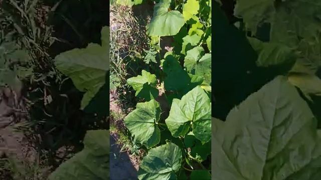 Підживлення гарбуза! смотреть онлайн