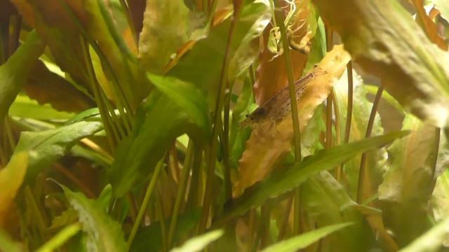 Amano-Garnele (Caridina multidentata) смотреть онлайн