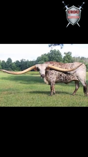 Texas Longhorns| Cow смотреть онлайн