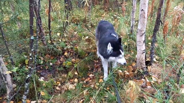 Природотерапия 🍂Сентябрь🧡 смотреть онлайн