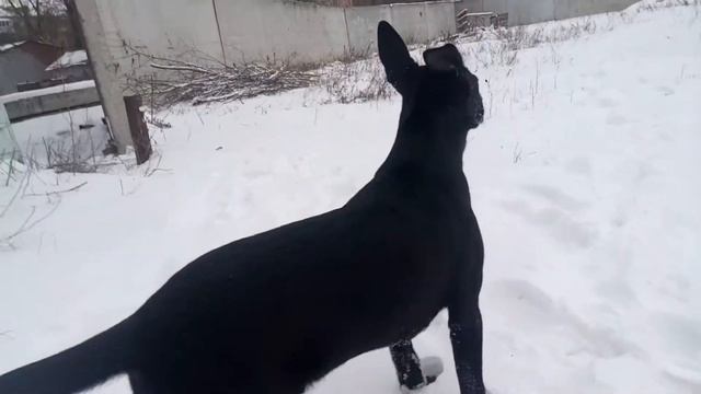 ЧУПАКАБРА ГЕНРИХ ФальшФеин! 7 мес, растет не по дням а по часам... смотреть онлайн