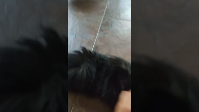 После обеда,тихий час у собачек🤗Но не у нас😂продолжаем работать,строить,наводить красоту.😉