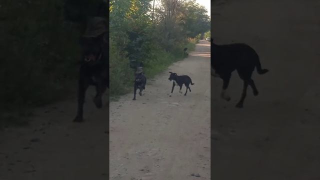 Дворняжки по пути на ранчо смотреть онлайн