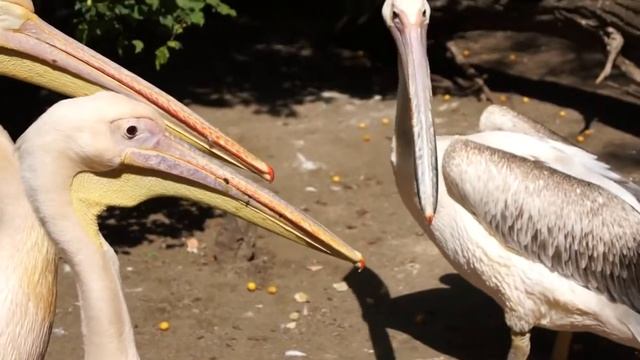 пеликаны смотреть онлайн