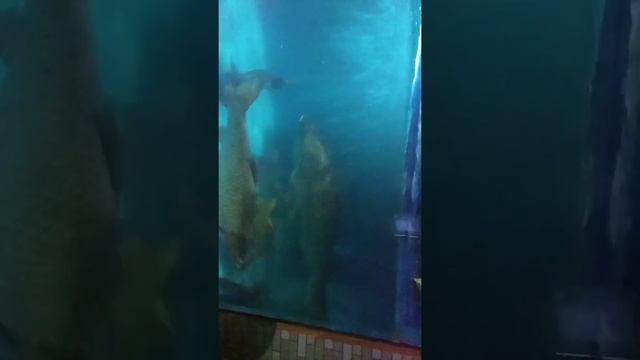 Radian Fish World Coxbazar