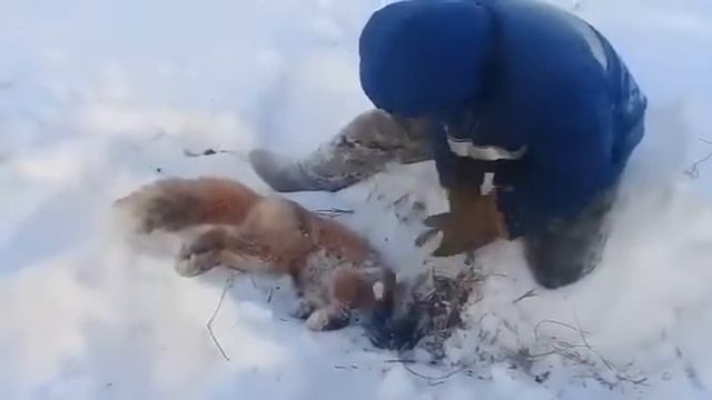 Лиса охотилась на ондатра, застряла и умерла. Fox hunted muskrat, got stuck and died смотреть онлайн