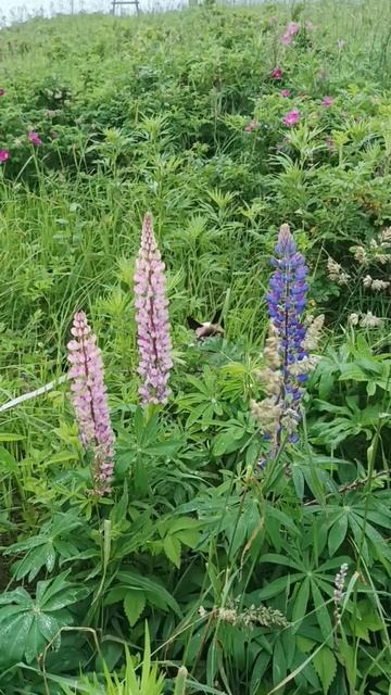 Сахалин. Прогулки с Тайской кошкой. Shanti. смотреть онлайн