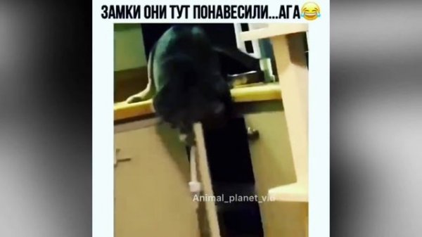 Я РЖАЛ ПОЛ ЧАСА | Лучшее за Сентябрь 2019 ржака угар ПРИКОЛЮХА