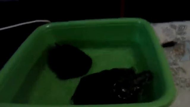 Котик и черепаха и лошадка! смотреть онлайн