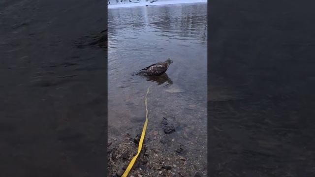 Ястреб-тетеревятник моржевание . смотреть онлайн