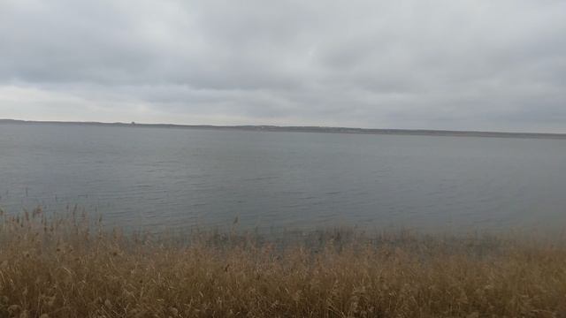 Шуршит камыш на речке  VID_20250204_102152