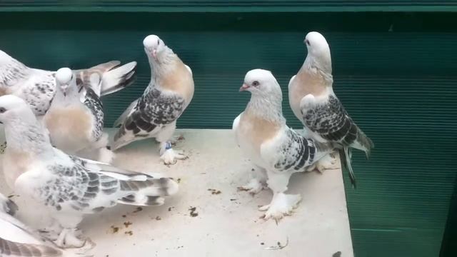 Турки Шебап миски молодежь 2013