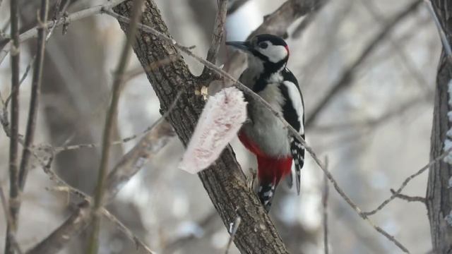 Белка и дятел смотреть онлайн