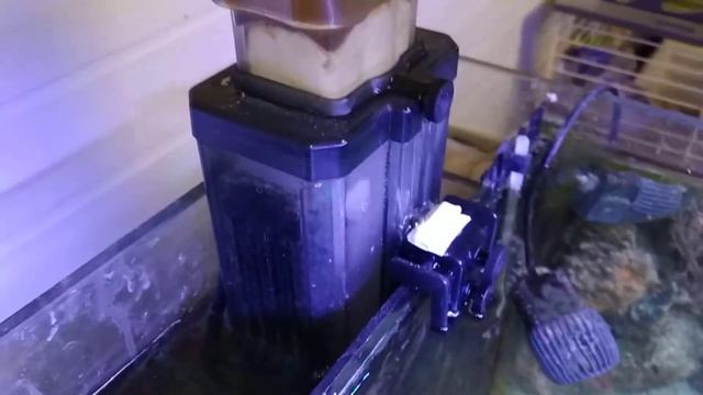 Течь пенника