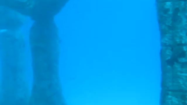 Neptune Memorial Reef Key Biscayne Miamiwww Savevid Com