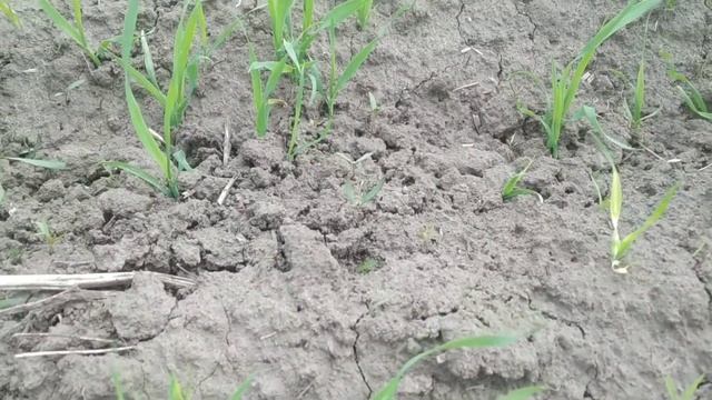 Гербіцид для часнику та цибулі. смотреть онлайн