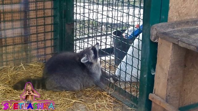 ЧУДО ЕНОТ #SVETLASHKAMILASHKA смотреть онлайн