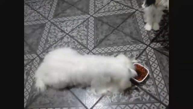 LHASA APSO RAÇA DOMÁVEL.