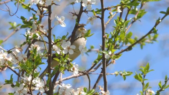 Sylvia curruca смотреть онлайн