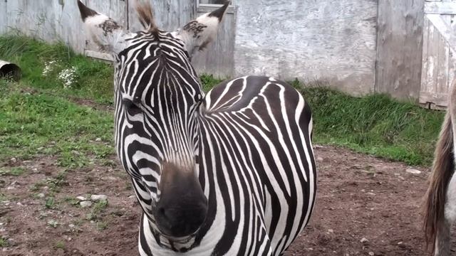 Zebra from Madagascar смотреть онлайн