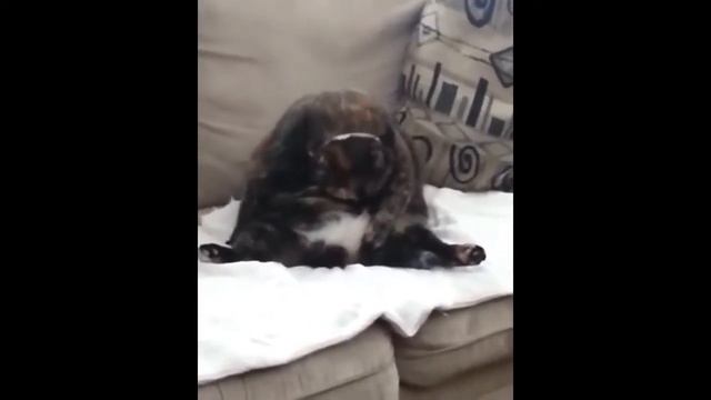 Очень смешные животные 2018 приколы с кошками и котятами смотреть онлайн