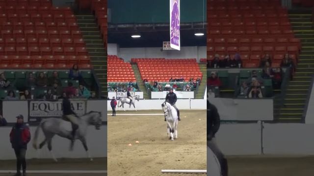 Equine affair David o conner clinic смотреть онлайн