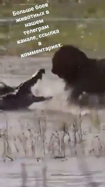 Царь зверей #лев #бой #крокодил #Shorts смотреть онлайн