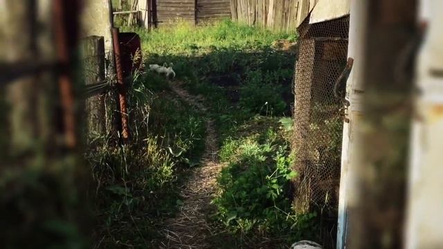Веселые гуси смотреть онлайн