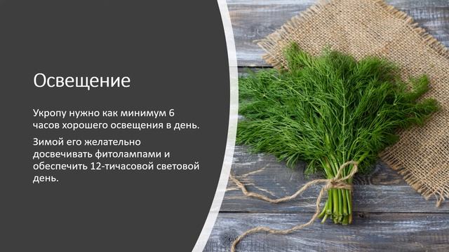 Огород на подоконнике