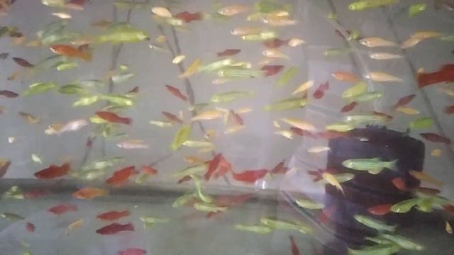 zebras of freshwater/green Zebra tetra/green Zebra danio/green Zebra fish size/Glofish/For your eye смотреть онлайн