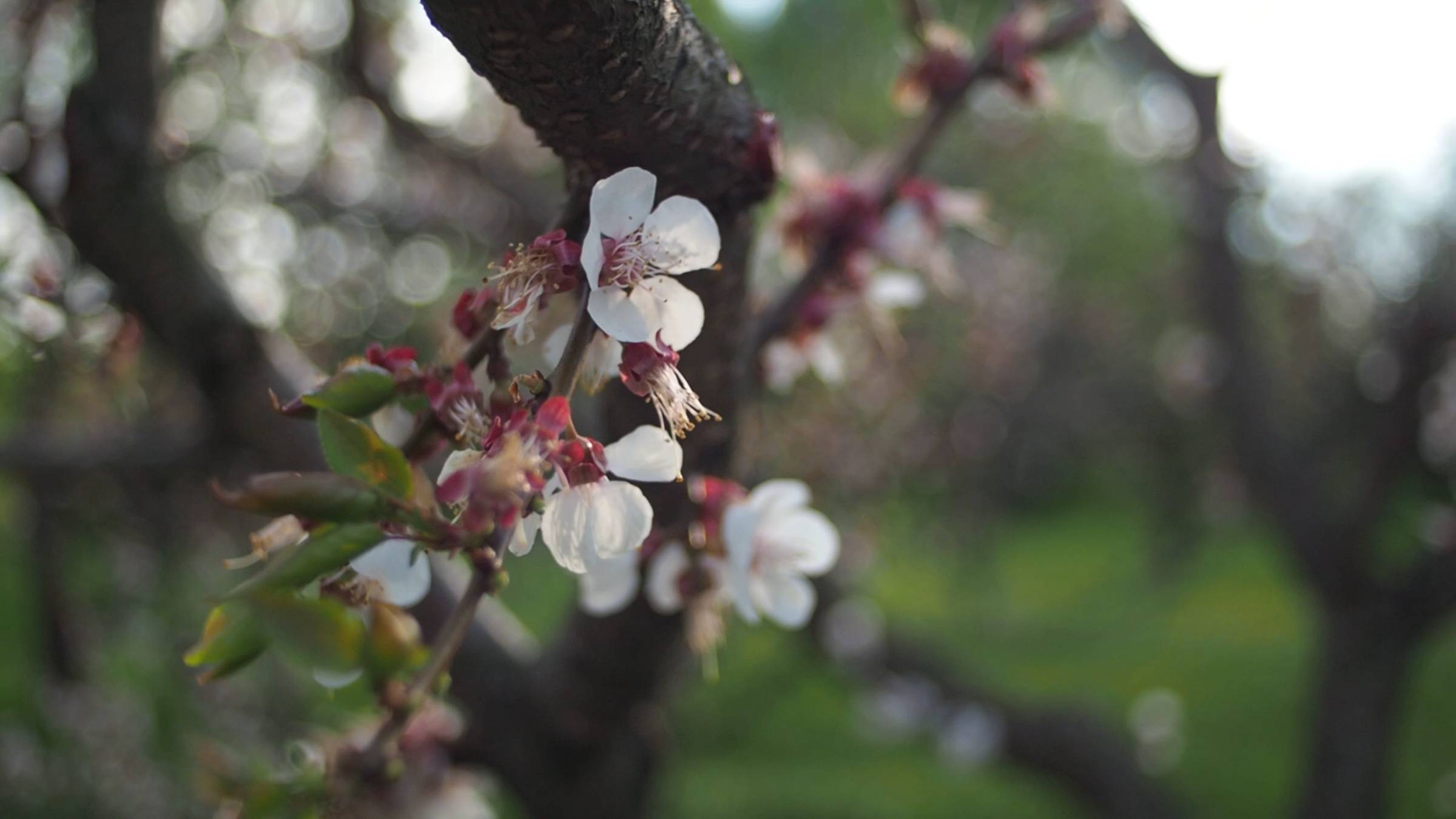 Москва – Ботанический сад