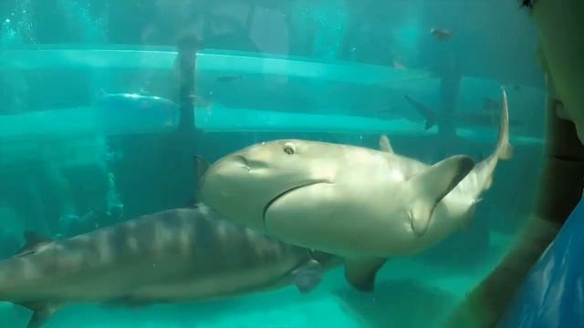 GoPro Atlantis Bahamas 2014 HD720 смотреть онлайн