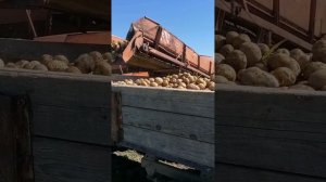 Картофелеуборочный комбайн ККУ-2А ДРУЖБА в деле