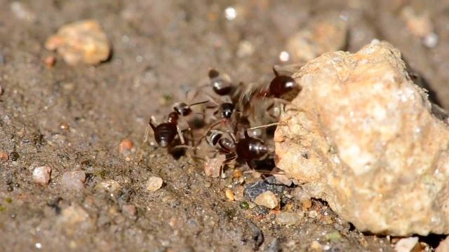 Lasius sp смотреть онлайн