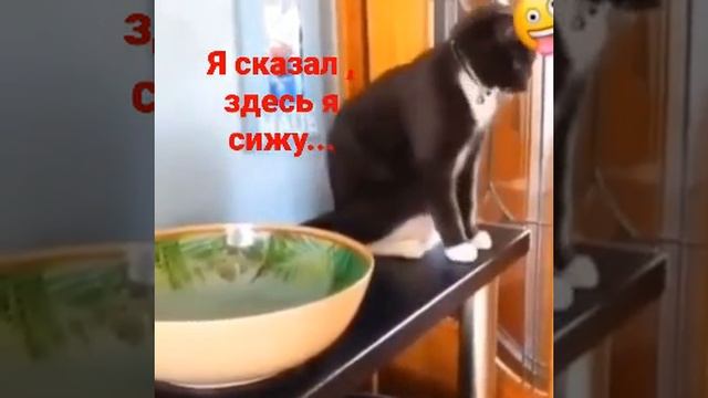 КТО В ДОМЕ ХОЗЯИН, #shorts, #надияеременко, #животные, смотреть онлайн