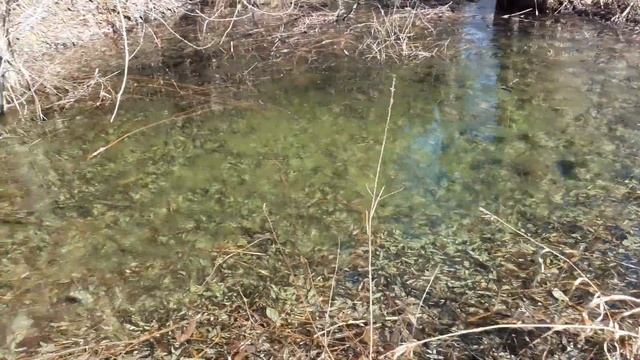 Кристальная вода в лесу. Спустился в лесную балку. смотреть онлайн