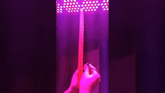 IGS Explore LED Light смотреть онлайн