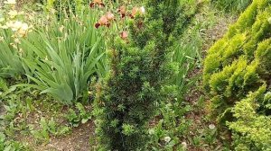 Тис средний Хикси