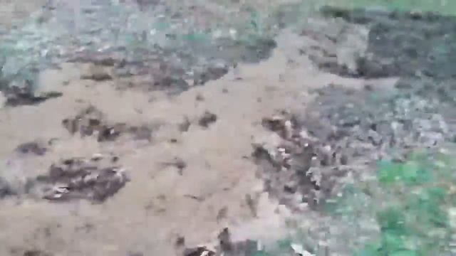 The river of doom ......... FOR ANTS смотреть онлайн