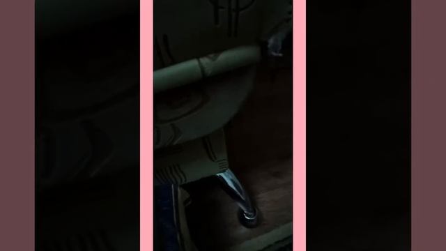 Хомяк бегает по комнате без присмотра ? смотреть онлайн
