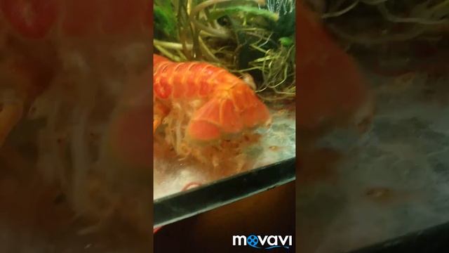 Мои питомцы.... Калифорния. смотреть онлайн